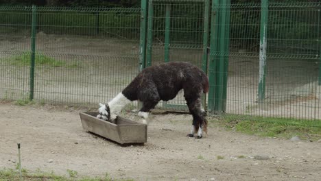 lone alpaca feeding from a feed trough in the zoo. wide