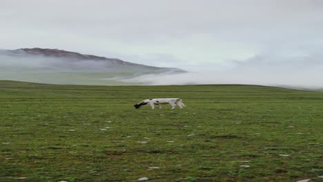 cow in a misty mountain meadow