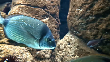 a blue fish swims by rocky underwater formations in a clear aquatic environment