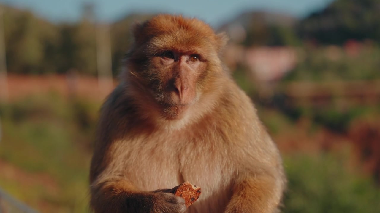 Barbary Macaque eating a cookie in warm sunlight in the Moroccan mountains
