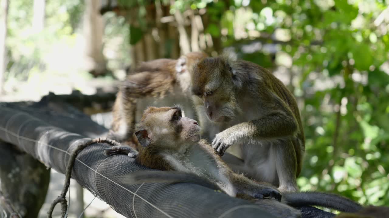 Monkeys relax on tarp netting as parent begins picking and cleaning friend