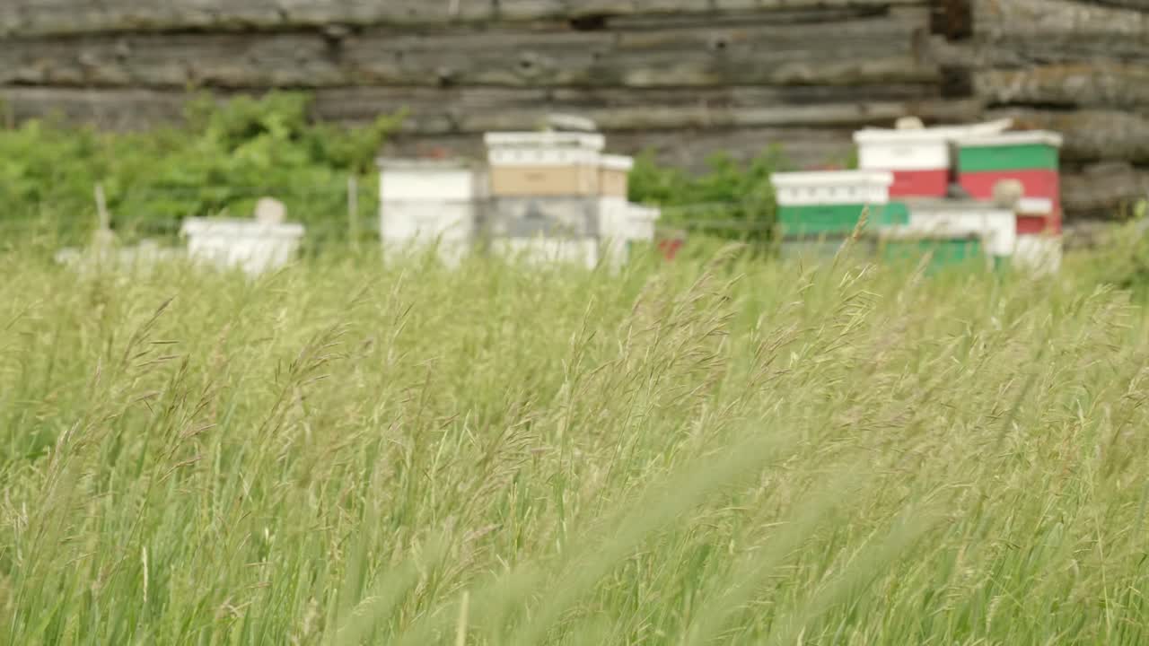 Colorful beehives on a old farm behind tall grass moving in the wind