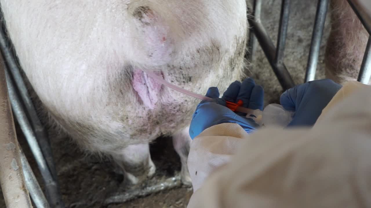 Doctor in gloves performing artificial insemination on pig