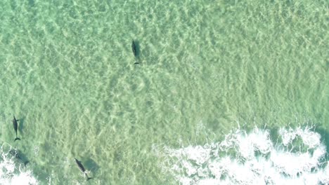 aerial drone video of a massive pod of spinner dolphins swimming in crystal clear blue lagoon