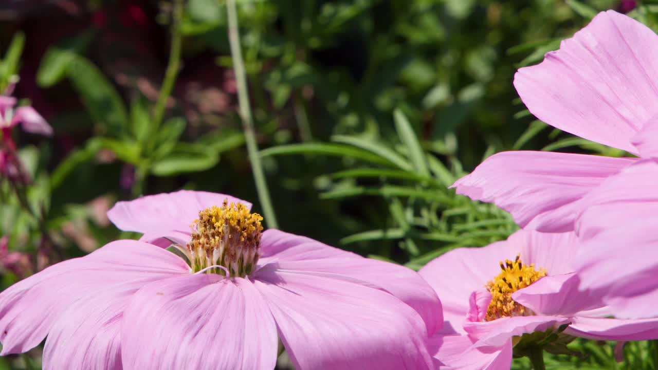 Pink cosmos flower sways gently in sunlight, macro close-up, lush green garden background