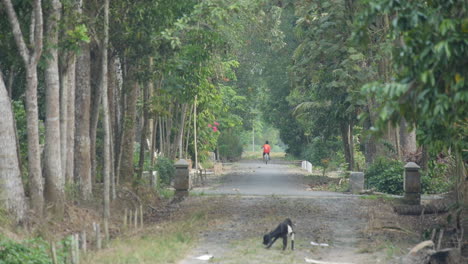 young boy rides bike into distance on indonesia road, lone goat in foreground, slow motion