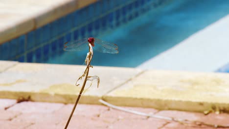 Una-Libélula-Roja-Voladora-Encaramada-En-Una-Planta-Seca-Capturada-En-Un-Día-Soleado---Primer-Plano