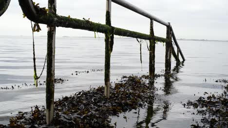 close up of an overgrown railing on the shore of the north sea at low tide with the seaweed floating above the water