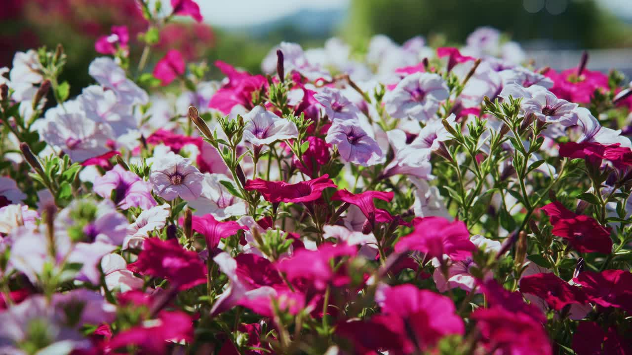 Fiori di petunia rosa e bianchi che ondeggiano dolcemente in un giardino
