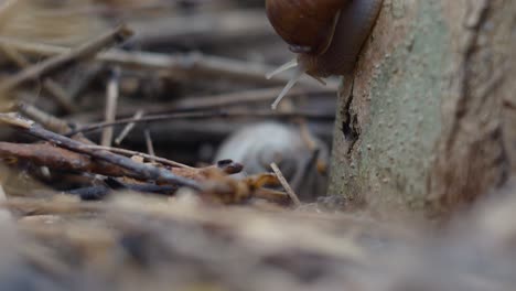 Nahaufnahme-Einer-Schnecke,-Die-Auf-Dem-Stamm-Eines-Baumes-Kriecht-2