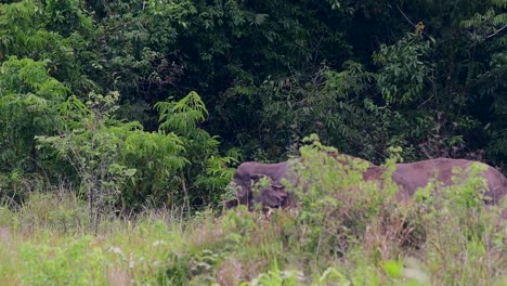 The-Asiatic-Elephants-are-endangered-species-and-they-are-also-residents-of-Thailand