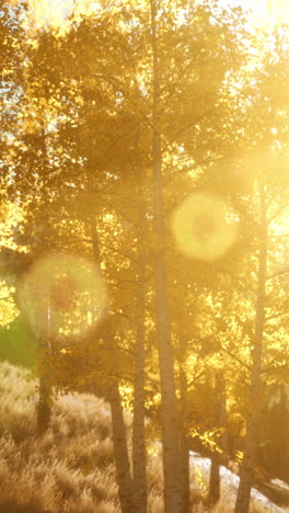 golden autumn sunlight through aspen trees