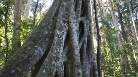 panoramic view of a tall fig tree