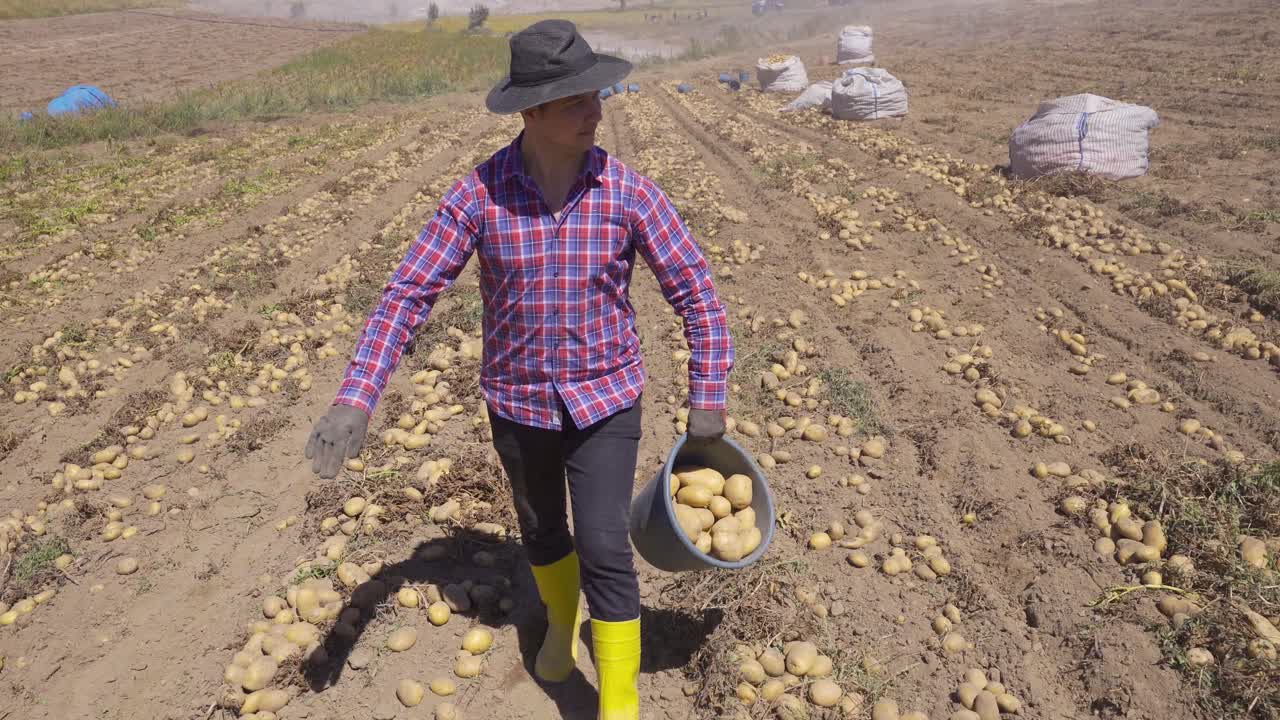 el granjero moderno recogiendo patatas camina por el campo.