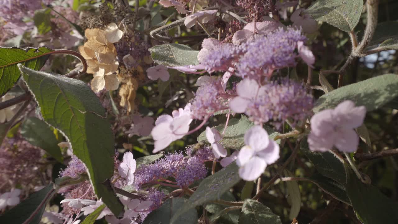 Moving shot of bee pollinating purple flower
