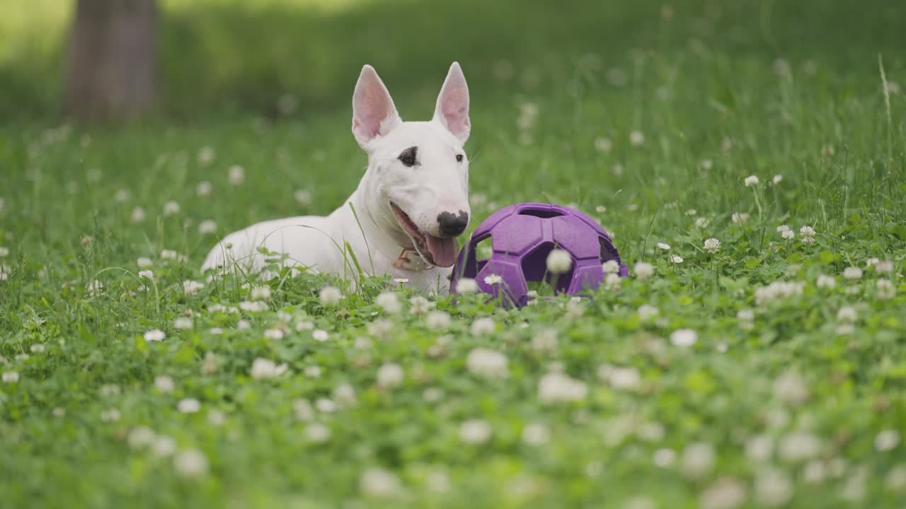 un joven mini bull terrier blanco con cuello blanco está tirado en el césped, respirando pesadamente después del juego, protegiendo su pelota de juguete violeta
