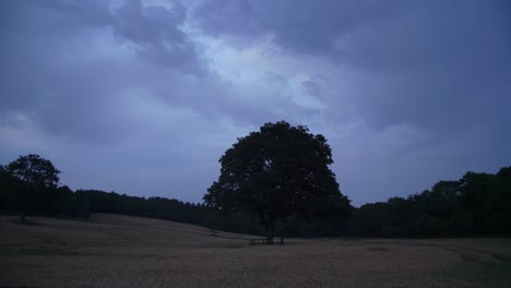 dark silhouette of tree as bug flies by camera