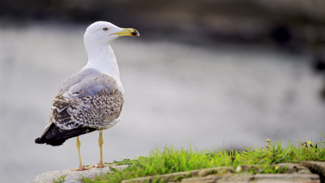Close up of a seagull standing on the grass near the sea