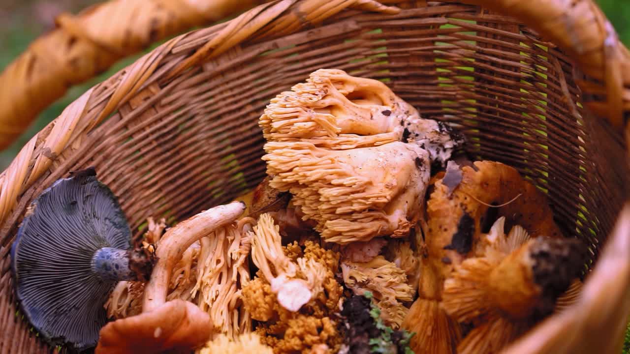 mujer irreconocible poniendo hongos en la canasta del wicket