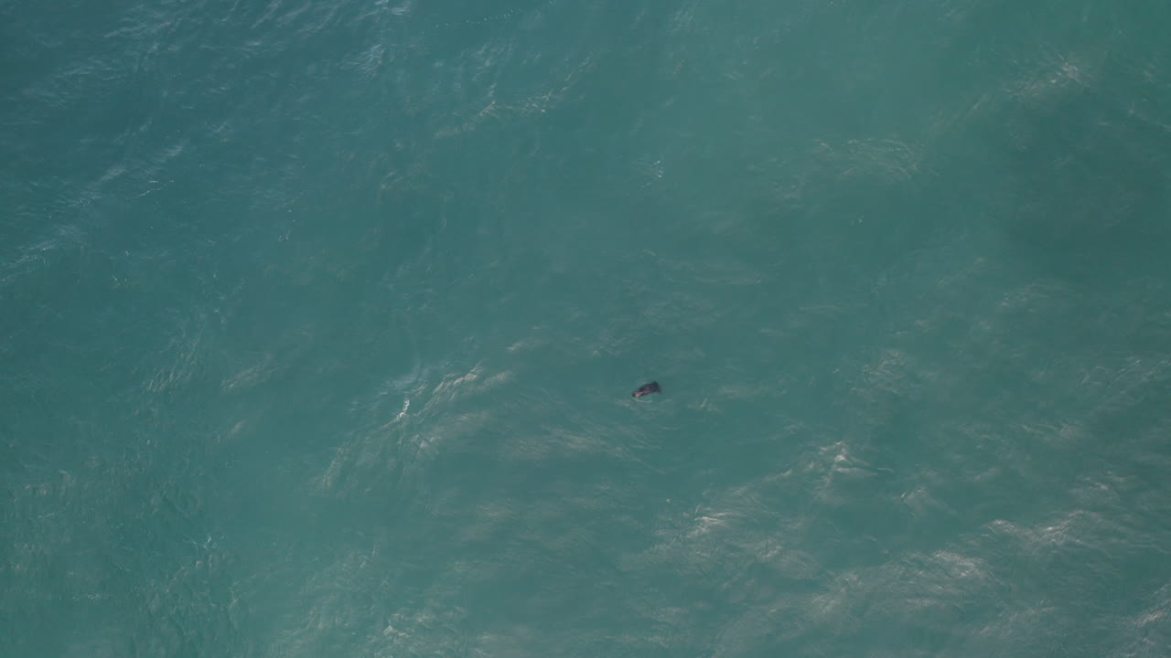 태평양 바다 수달의 4k 오버헤드, 시골에 의해 겨