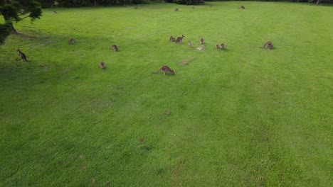 Multitud-De-Canguros-Comiendo-En-Pastizales-Verdes---Santuario-De-Canguros-En-Currumbin-Valley,-Queensland,-Australia