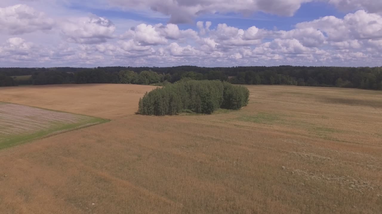 árboles en los campos en un día soleado de verano