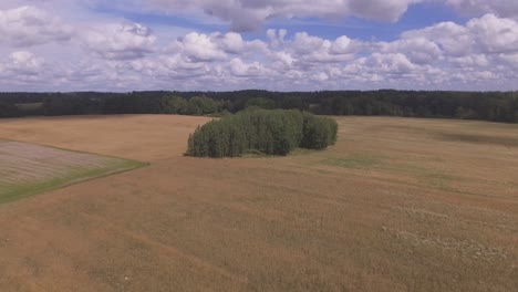 trees in the fields on a sunny summer day