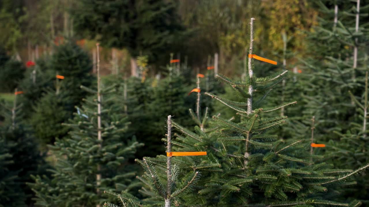 Christmas tree farm with marked trees