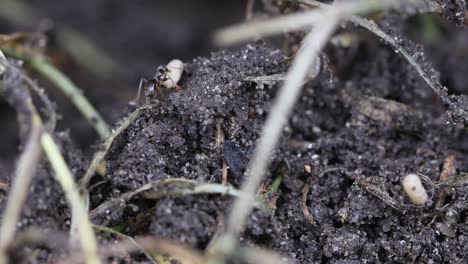 black ants, lasius niger, carrying larvae eggs to safety in a disturbed ants nest