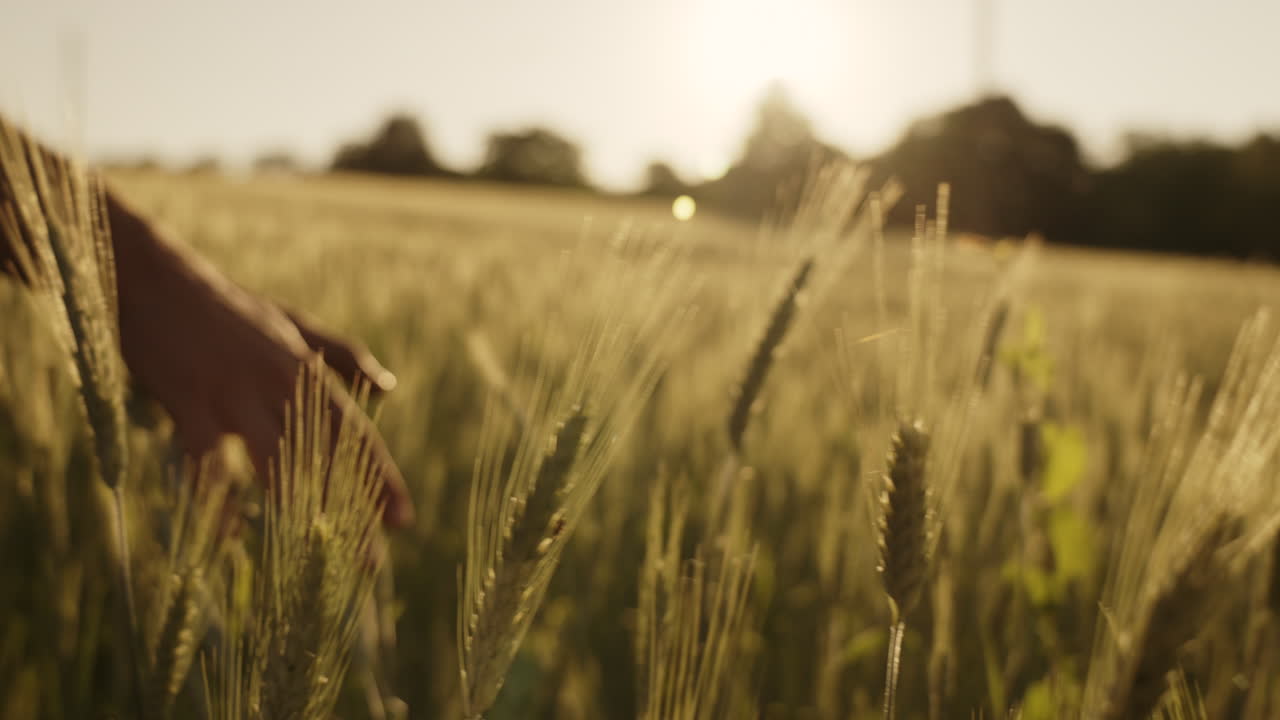 해가 지는 동안 밀에서 손을 들고