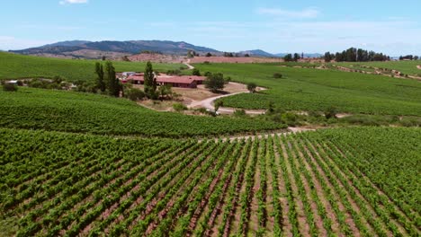 Aerial-View-Of-Cauquenes-In-Maule-Valley-Full-Of-Green-Vineyards,-Chile