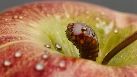 close-up of a worm in an apple