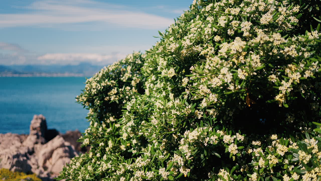 Close up of white Japanese cheesewood flowers with the Mediterranean sea on the background