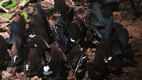 helen cola de golondrina roja, papilio helenus, parque nacional kaeng krachan, patrimonio mundial de la unesco, tailandia