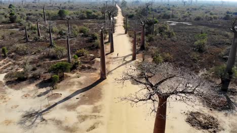 Avenue-of-the-Baobab-trees,-Madagascar