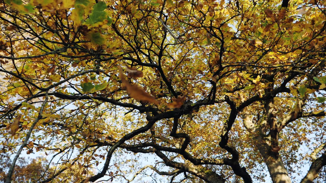 Slow motion shot of autumn leaves falling