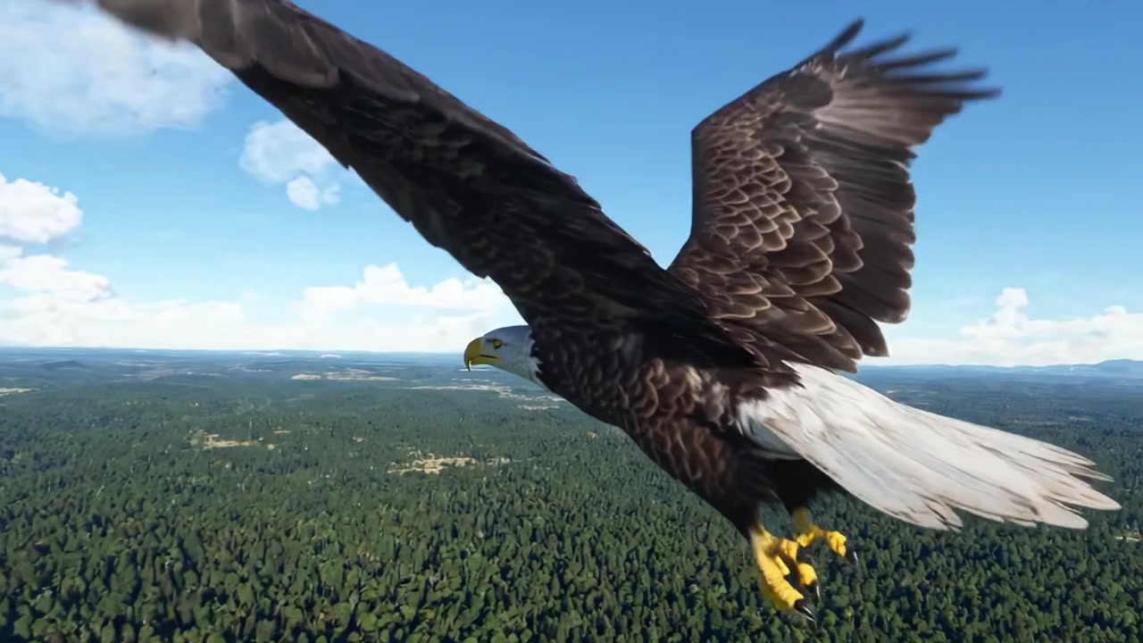 Aquila maestosa che si libra su un paesaggio boscoso lussureggiante, raggiungendo altezze affascinanti con le ali spiegate sotto cieli azzurri e limpidi e la luce solare intensa in un ambiente naturale.