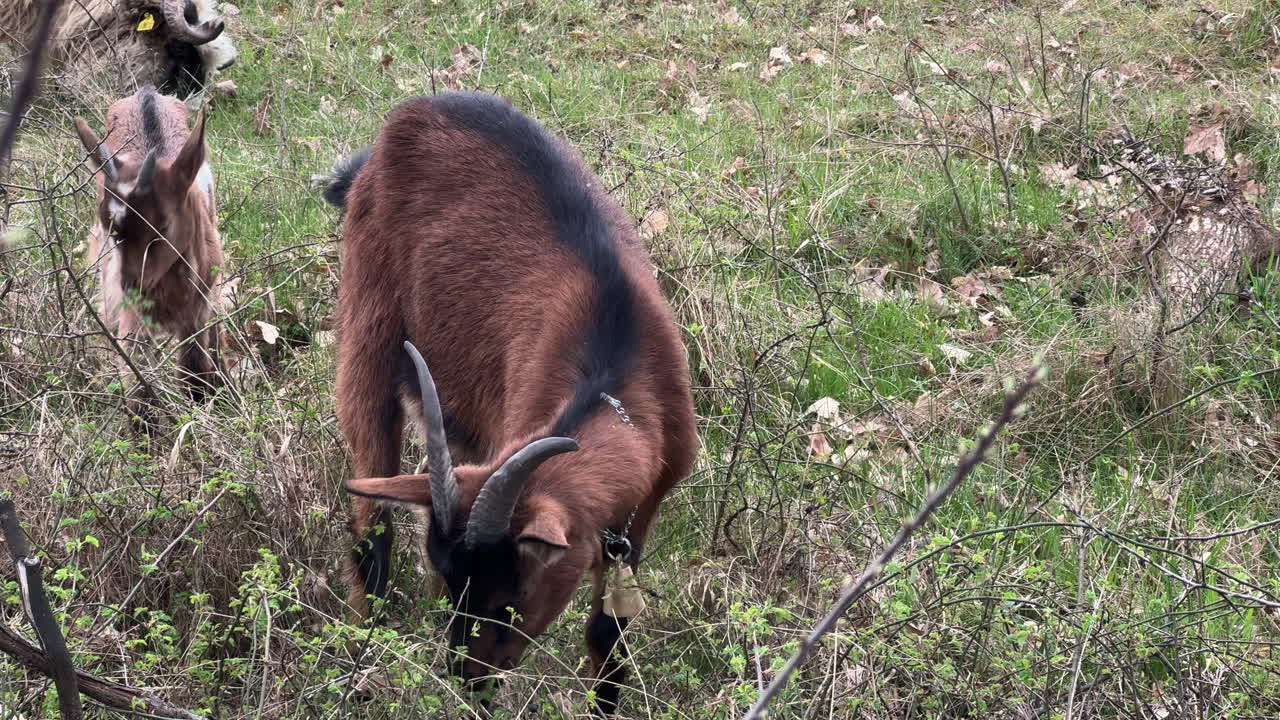 Brown goat with her baby goat - kid are eating leaves from bush. Cloudy day, slow-motion.