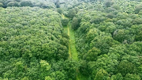 Vista-Aérea-Del-Bosque-En-Madera-De-Denge-Y-Pennypot,-Kent