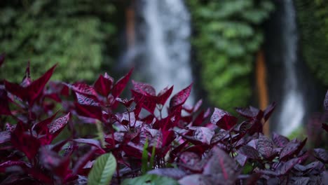 Slow-Motion-Shot-of-vibrant-purple-flowers-at-one-of-the-many-beautiful-Banyu-Wana-Amertha-Waterfalls-in-the-jungles-of-Bali,-Indonesia
