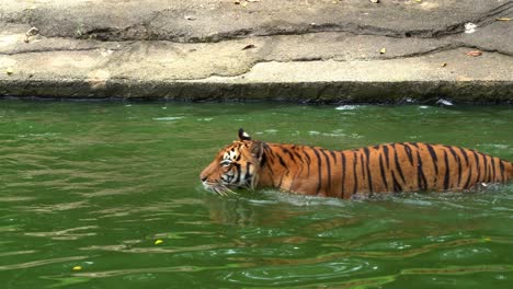 Critically-endangered-species,-Malayan-tiger-also-known-as-Southern-Indochinese-tiger,-panthera-tigris-jacksoni-swimming-in-the-pool,-trying-to-cool-down-in-the-water,-close-up-shot