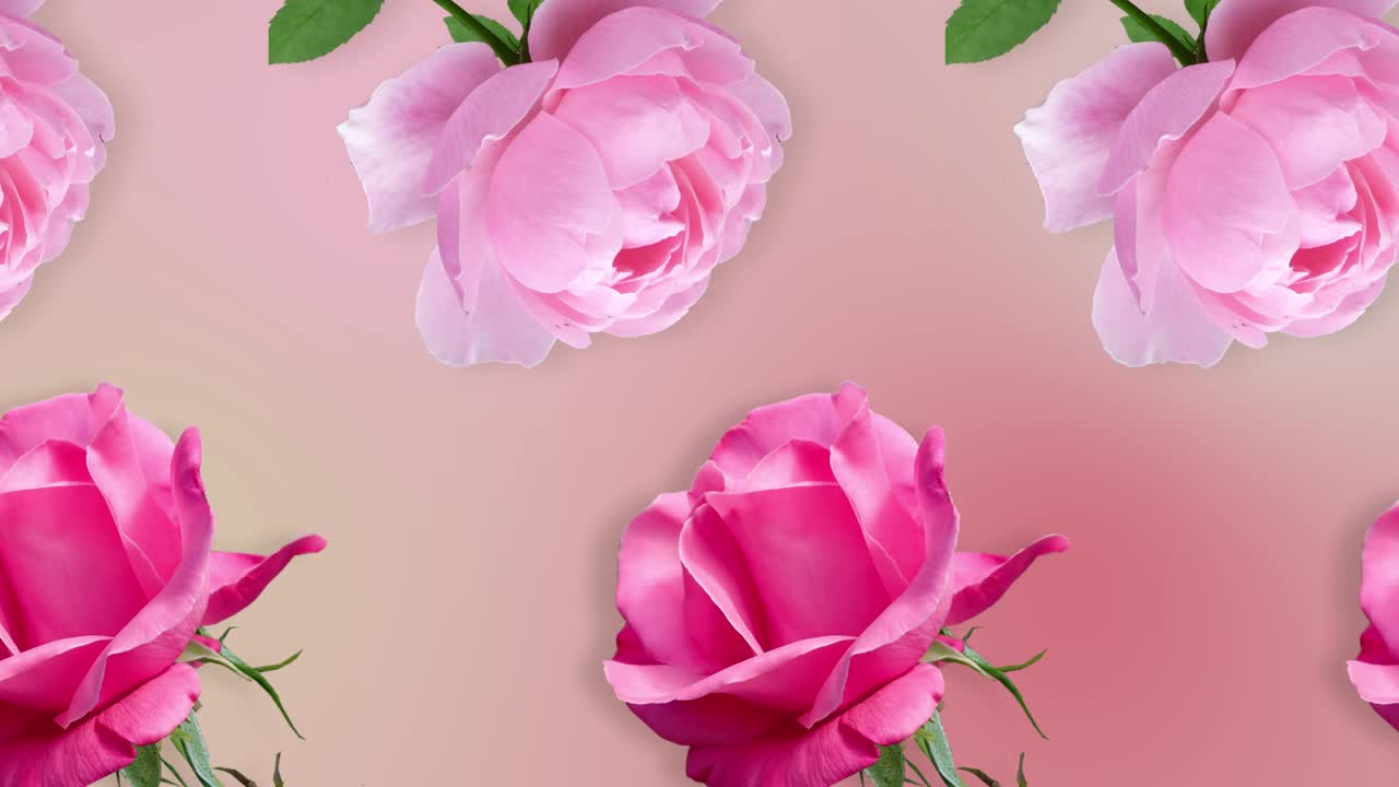 две линии с множеством розовых цветов, анимированных в разных направлениях на розовом градиенте. романтический шаблон любовной концепции для дней матери, святого валентина и женщины