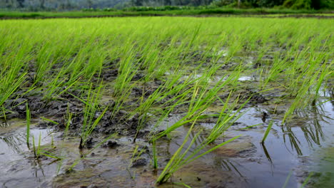 rice cultivation in kerala paddy field in wet land ,indian rice cultivation ,baby rice plants