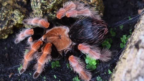 Mexikanische-Rostbein-Vogelspinne,-Brachypelma-Boehmei,-Ein-4k-Filmmaterial,-Das-Herausgezoomt-Wurde,-Um-Diese-Vogelspinne-Einzufangen,-Die-In-Ihrem-Versteck-Ruht,-An-Einigen-Stellen-Verstreute-Netze,-Um-Die-Kommende-Mahlzeit-Zu-Spüren,-Schöne-Feuerfarbe