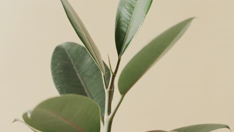 Close-up-of-green-leaves-on-white-background-with-copy-space-in-slow-motion