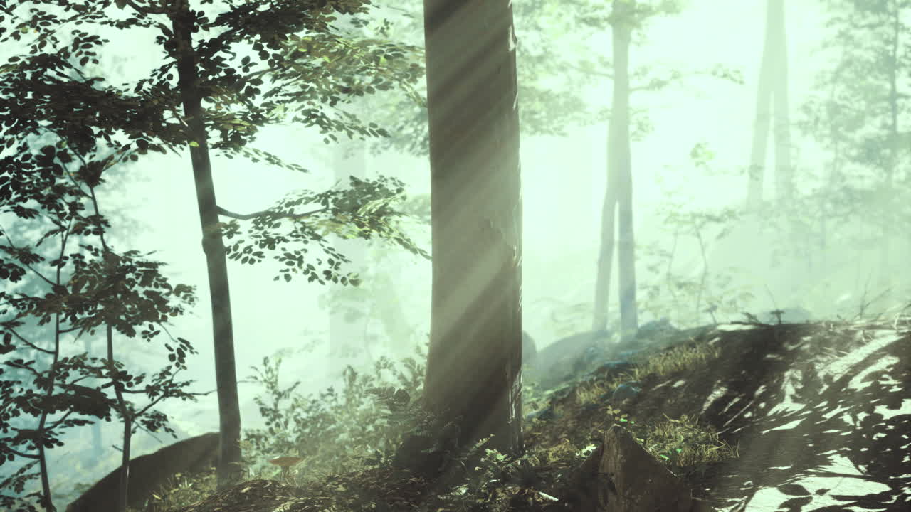 Sunlight filters through lush foliage in a serene forest setting