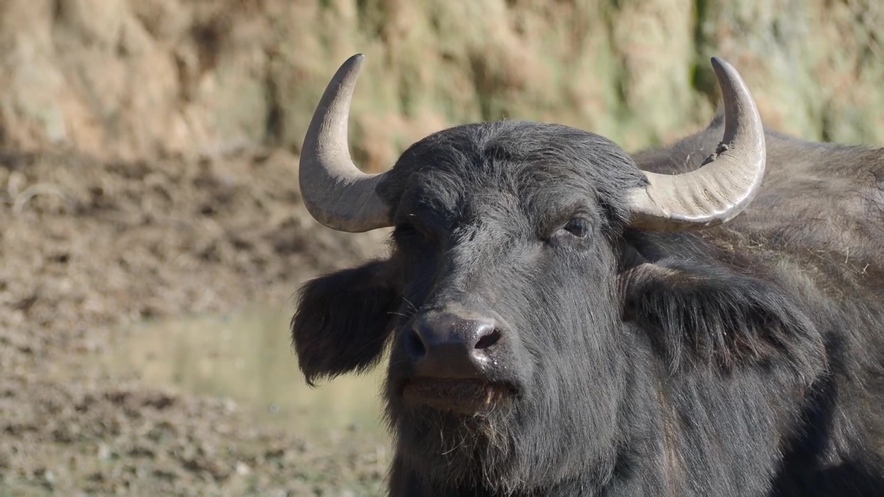 Retrato em close-up de um búfalo em um campo lamacento