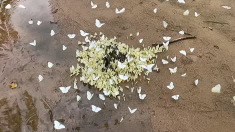 Slomotion-of-hundred-butterflies-gather-at-river-bank