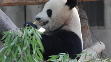 a close up of a panda eating