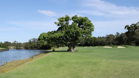 time-lapse of a tree on a sunny golf course